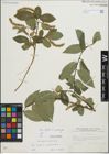 Foto von Salix fragilis L. x Salix pentandra L.